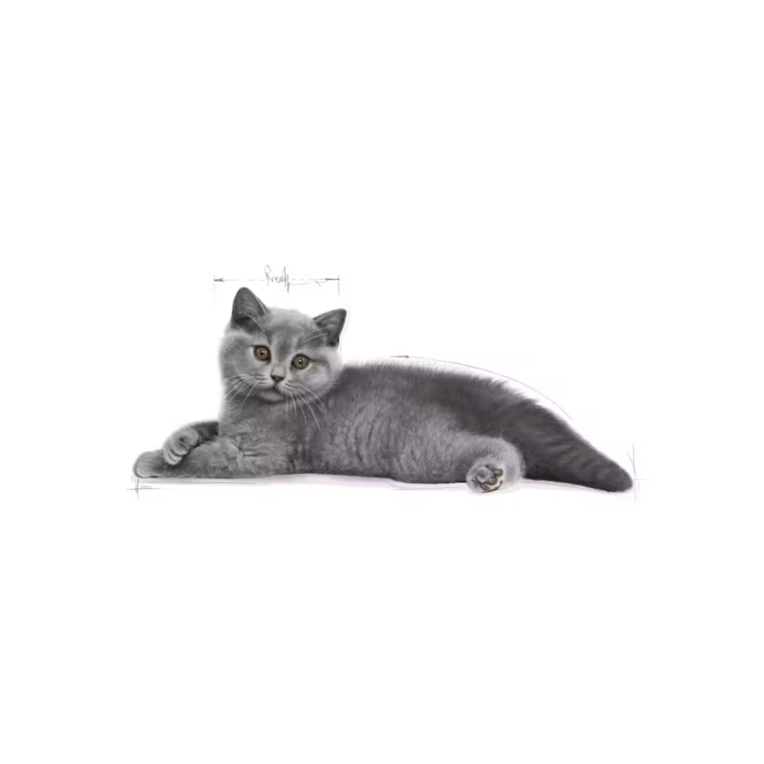 British Shorthair Kitten- Aliment Sec- Royal Canin