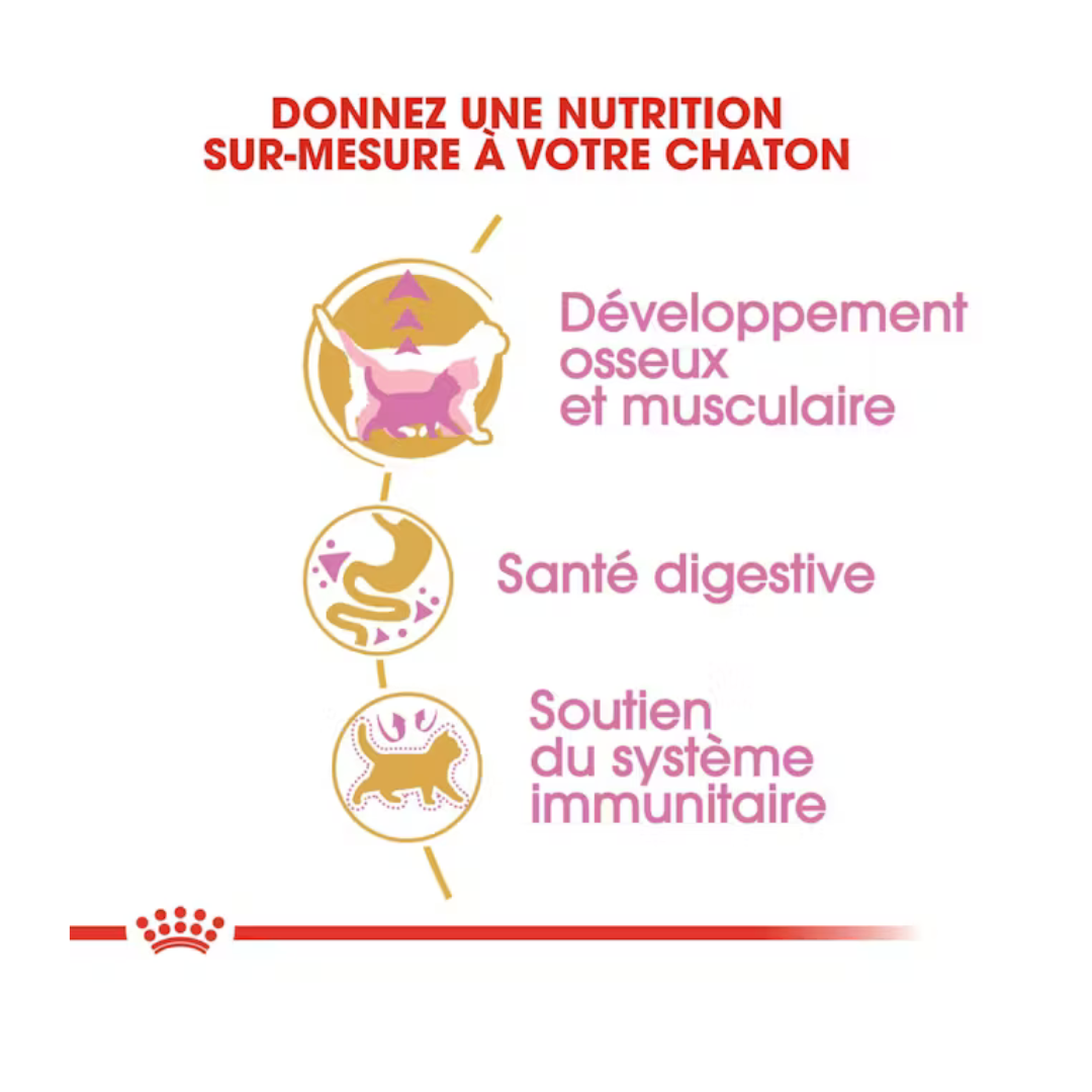 British Shorthair Kitten- Aliment Sec- Royal Canin