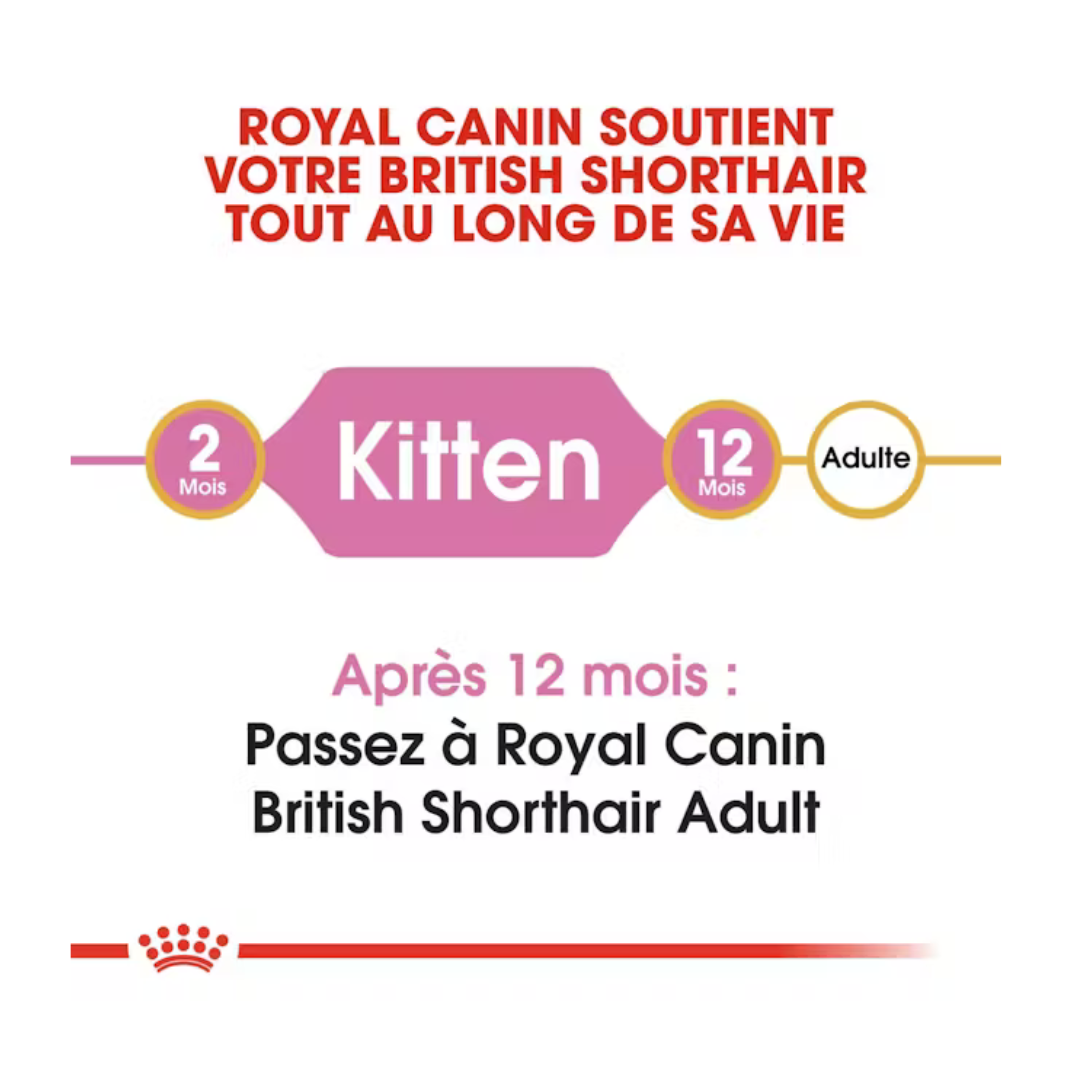 British Shorthair Kitten- Aliment Sec- Royal Canin