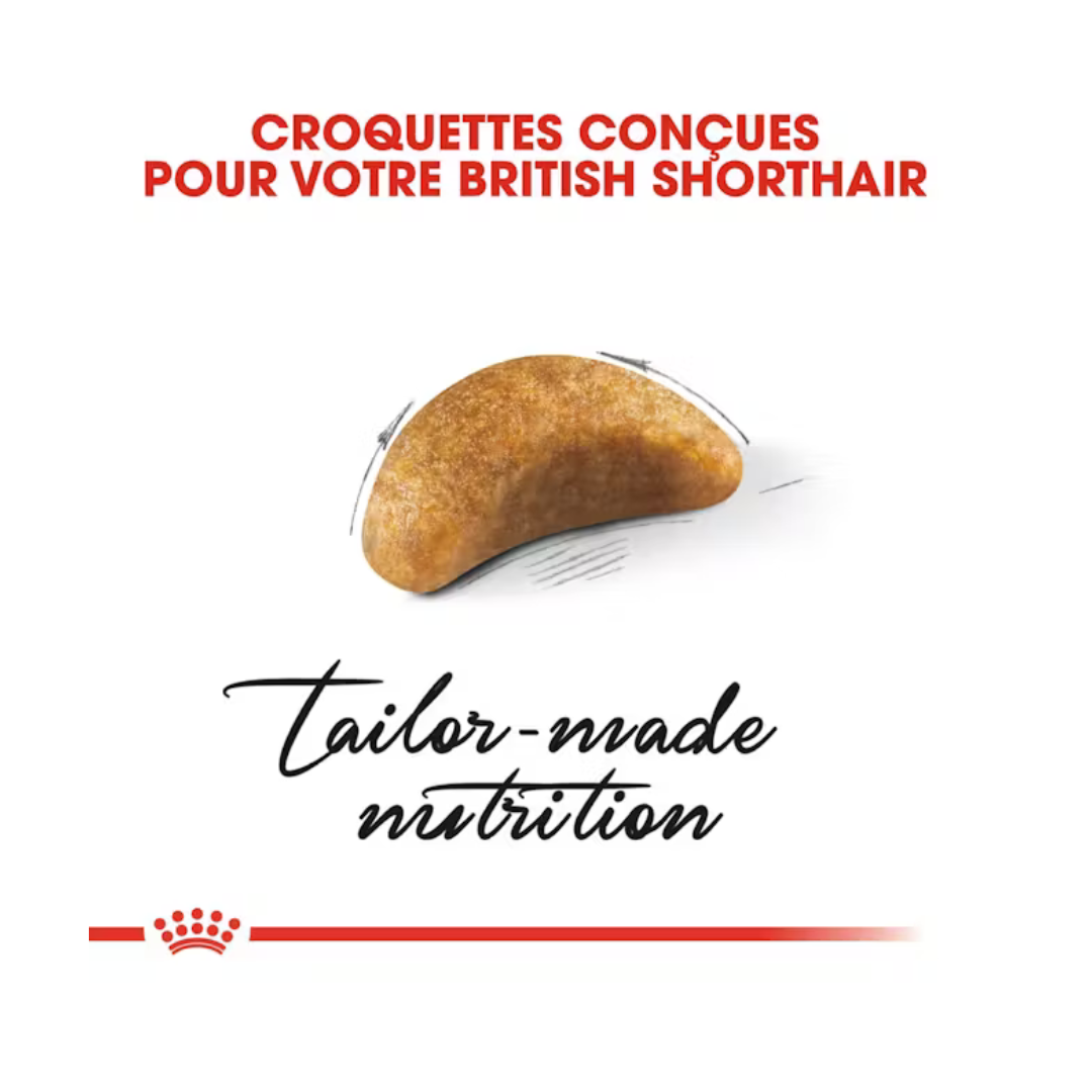 British Shorthair Kitten- Aliment Sec- Royal Canin