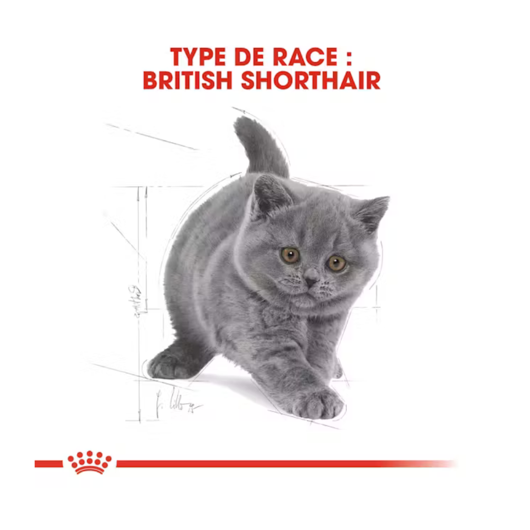 British Shorthair Kitten- Aliment Sec- Royal Canin