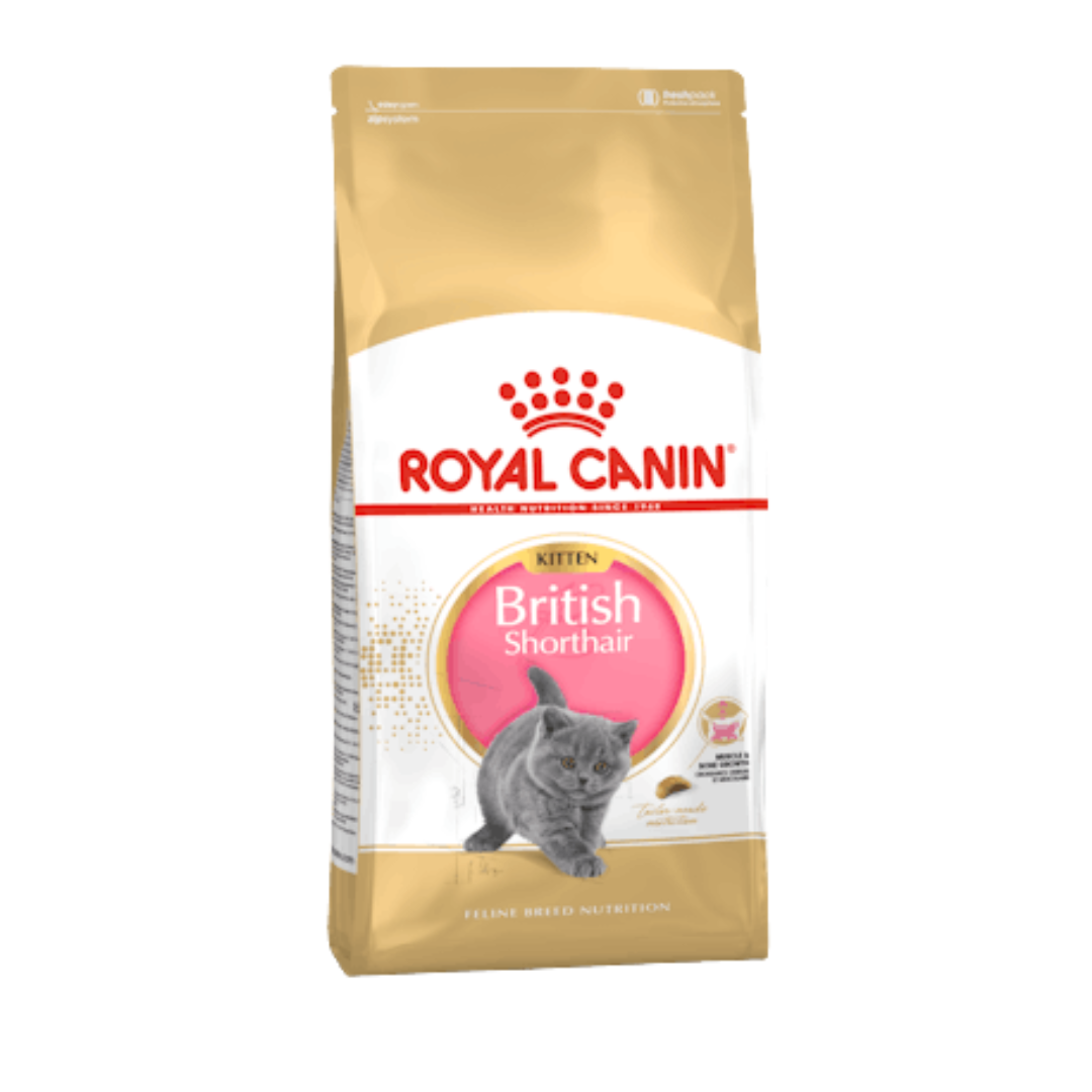 British Shorthair Kitten- Aliment Sec- Royal Canin