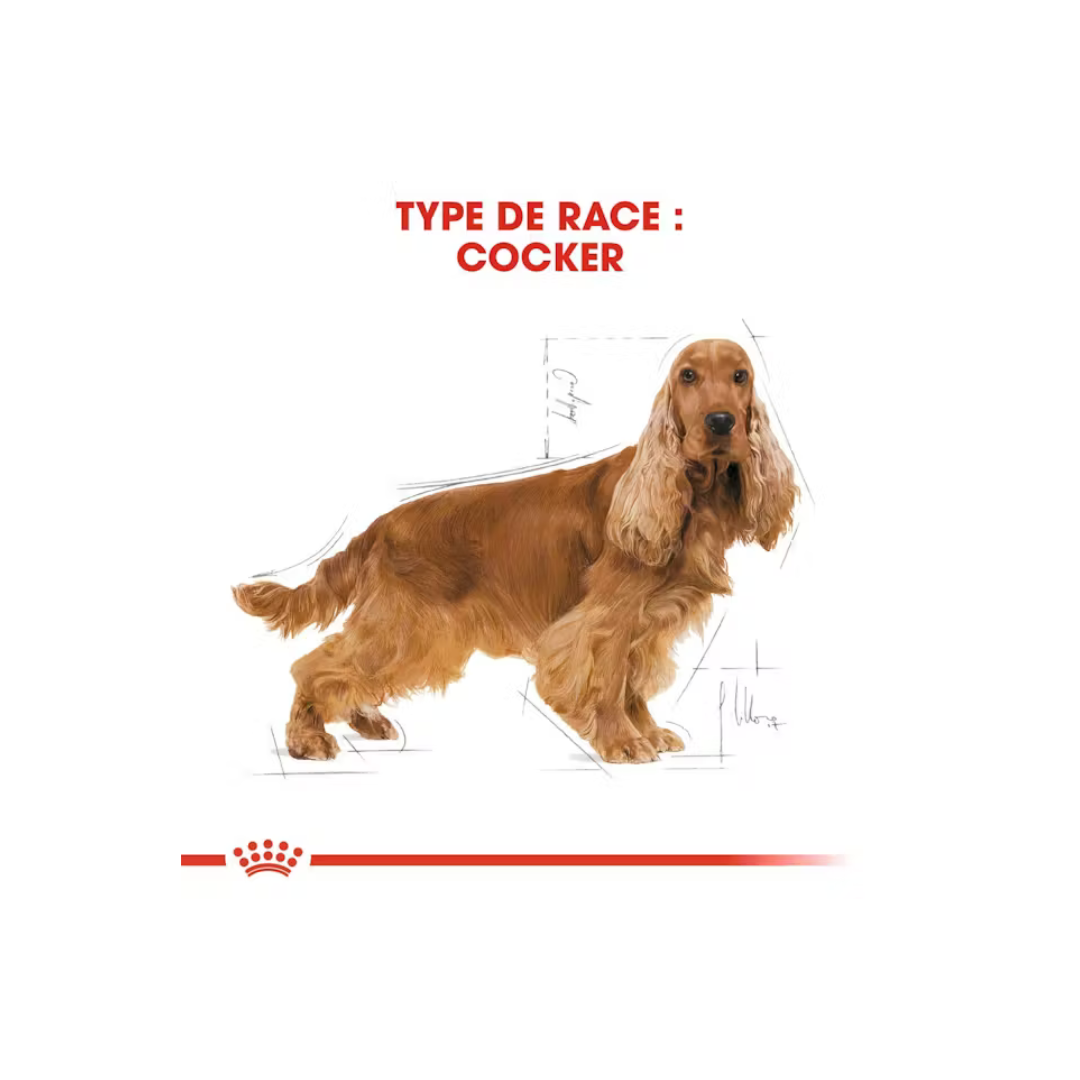 Cocker Adult- Aliment Sec- Royal Canin