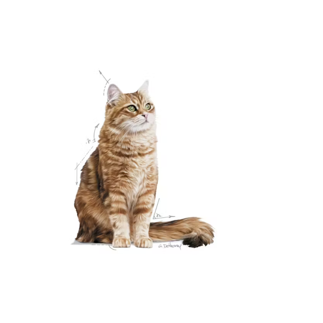 Digestive Care- Aliment Sec- Royal Canin