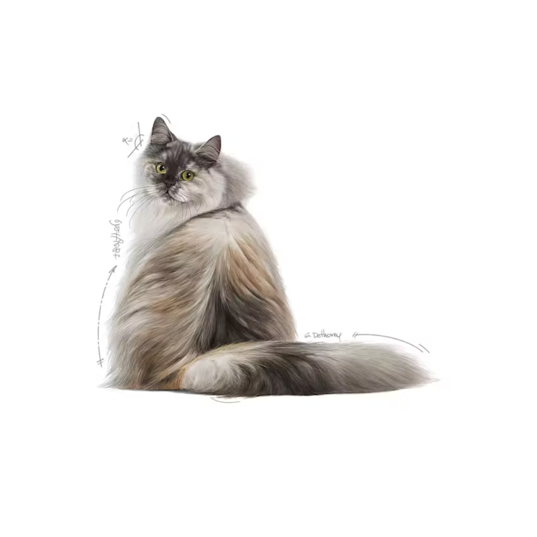 Hair & Skin Care- Aliment Sec- Royal Canin