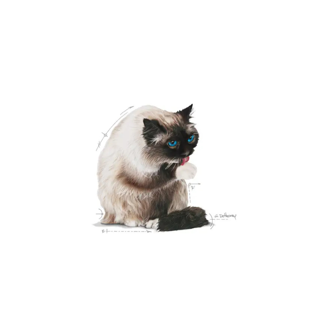 Hairball Care- Aliment Sec- Royal Canin 