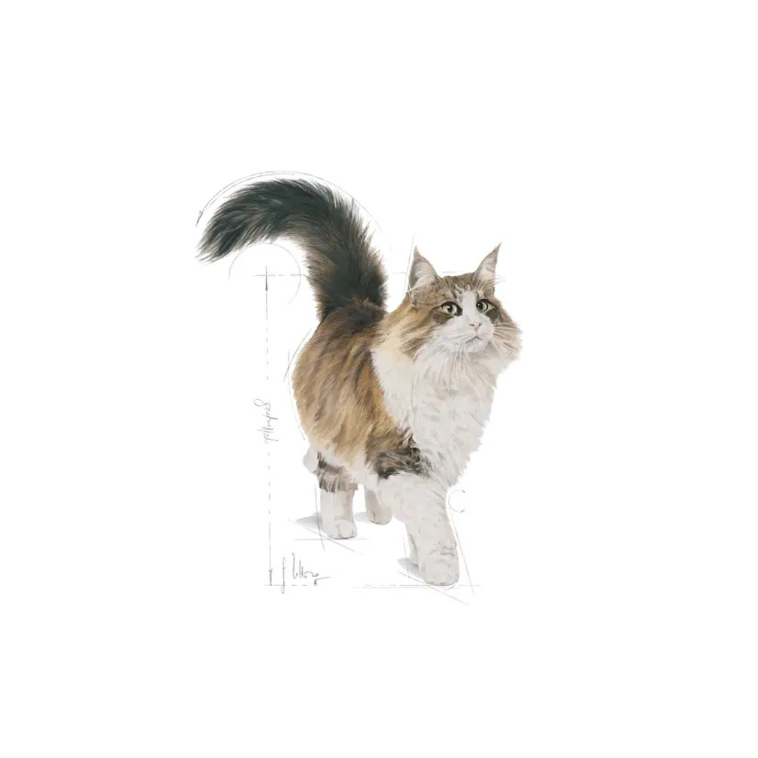 Instinctive 7+ en sauce- Aliment Humide- Royal Canin