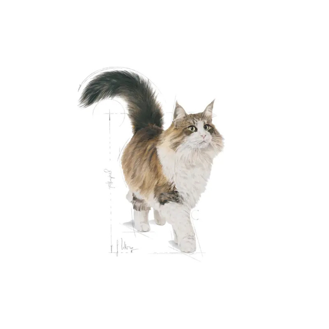 Instinctive en sauce 12x85g- Aliment Humide- Royal Canin