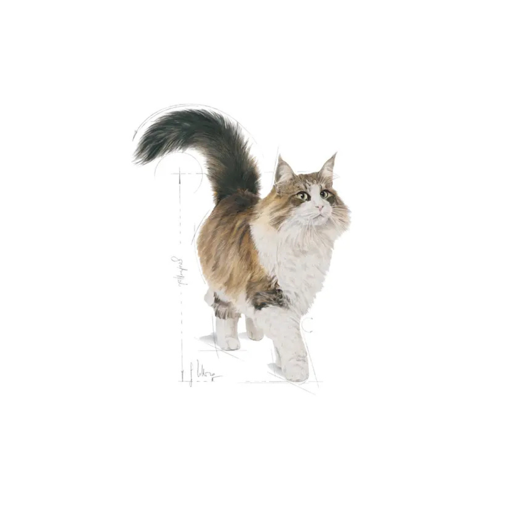 Instinctive en gelée 12x85g - Aliment Humide- Royal Canin 