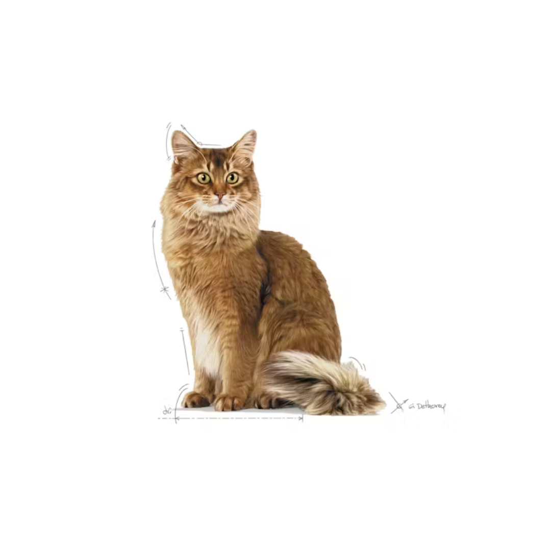 Light Weight Care- Aliment Sec- Royal Canin 