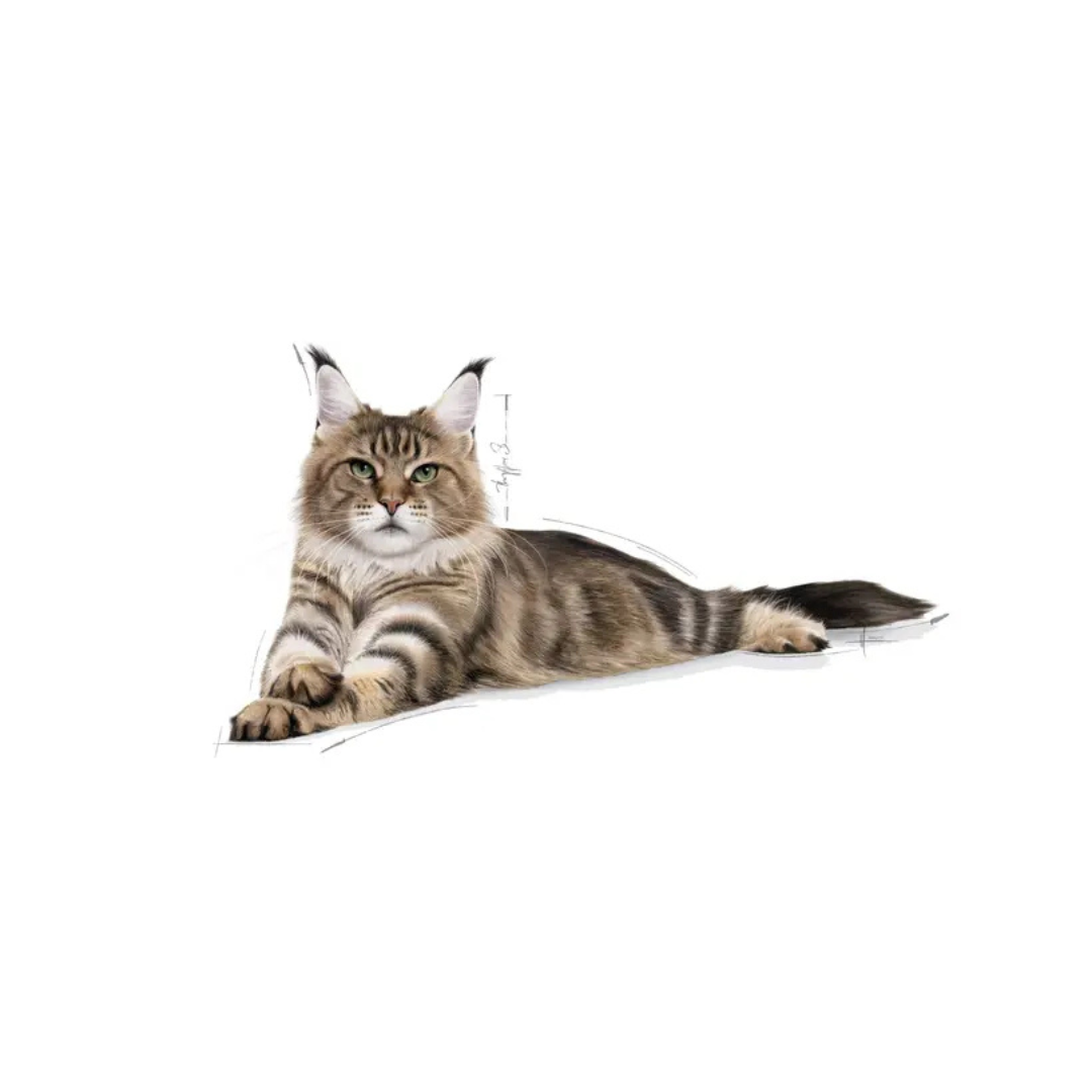 Maine Coon Adult- Aliment Sec- Royal Canin 