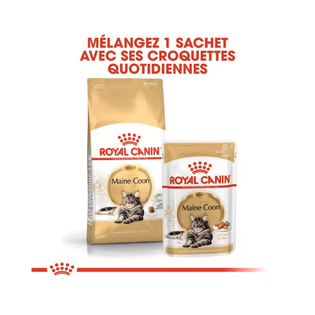 Maine Coon Adult- Aliment Sec- Royal Canin 