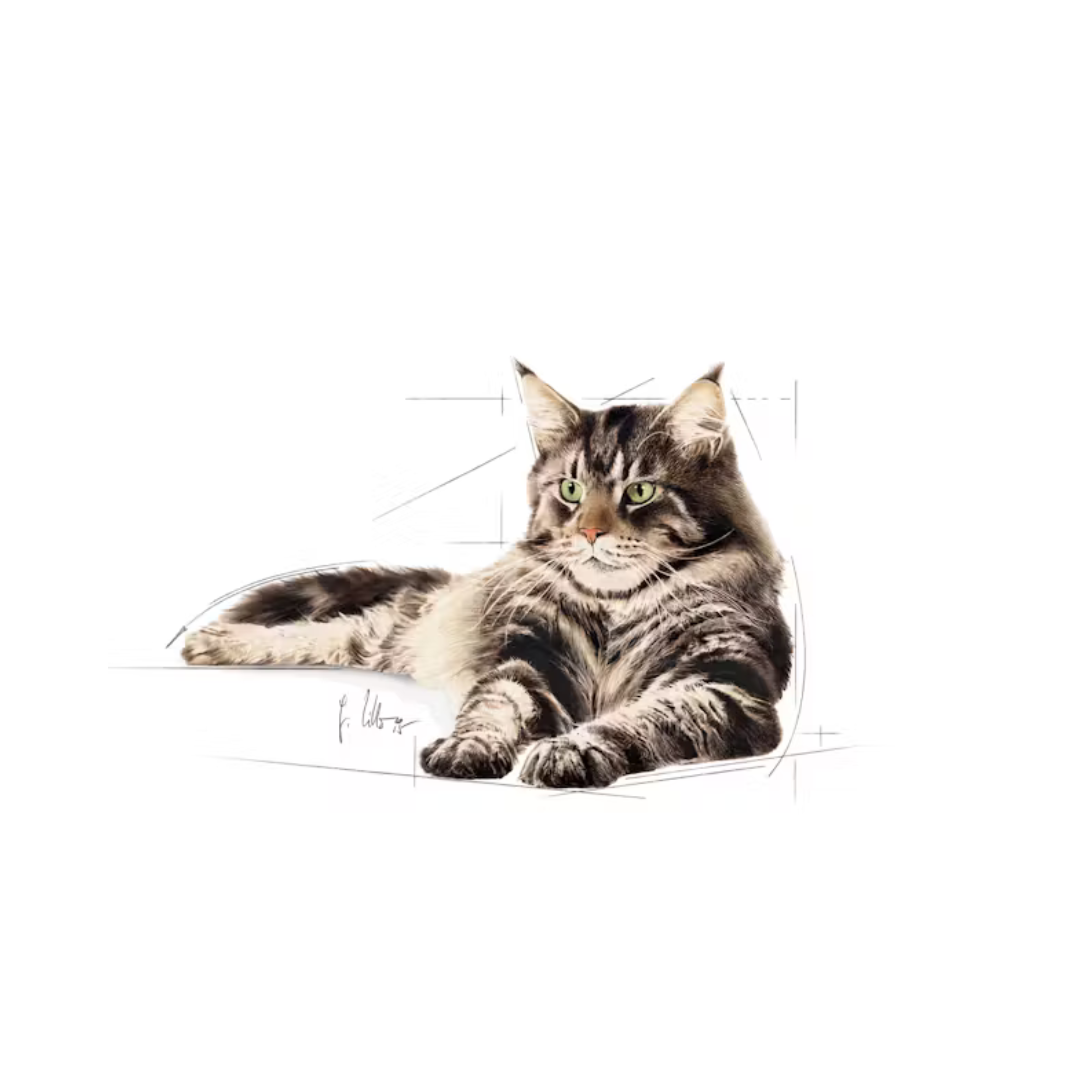Maine Coon Loaf en Sauce 12x85g- Aliment Humide- Royal Canin