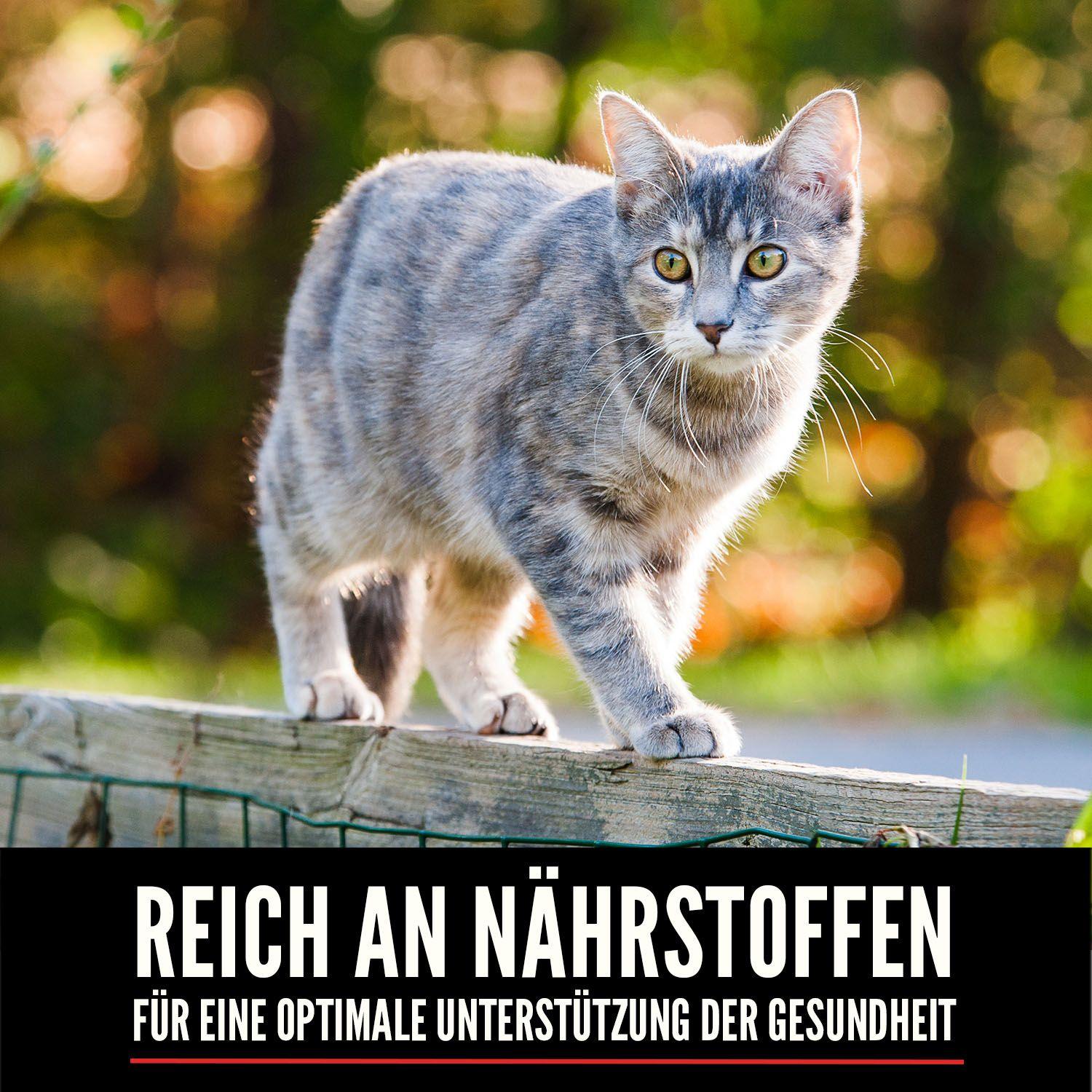 ORIJEN™ Cat Regional Red