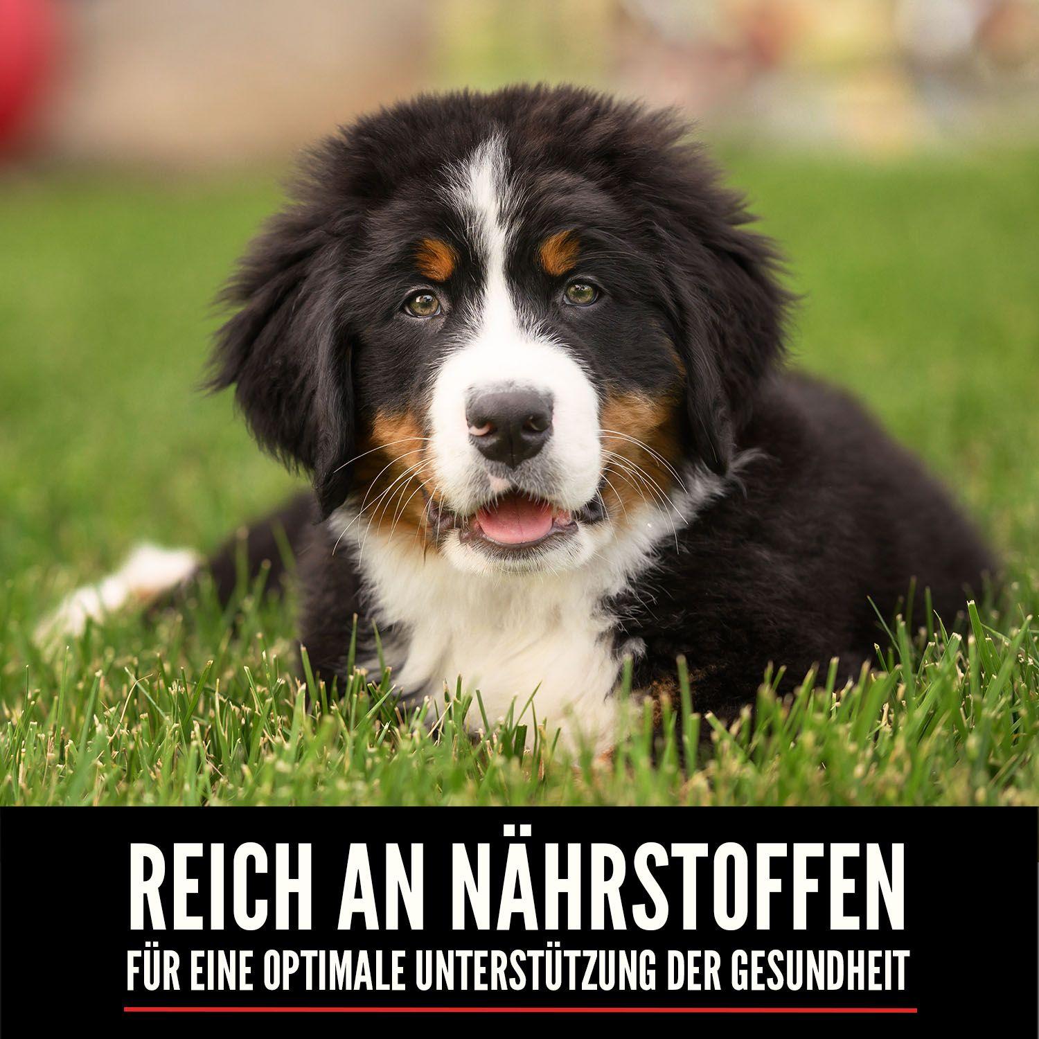 ORIJEN™ Dog Large Breed Puppy