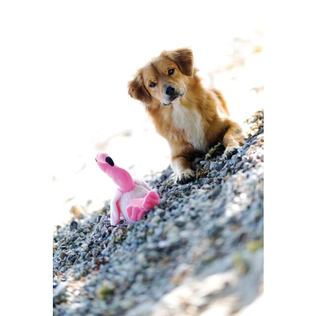 Flamant Rose – Jouet en Peluche pour Chiens