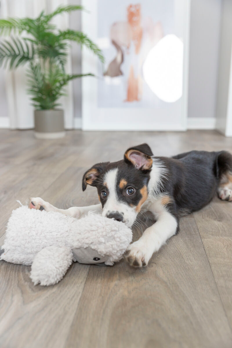 Pingouin – Jouet en Peluche pour Chiens