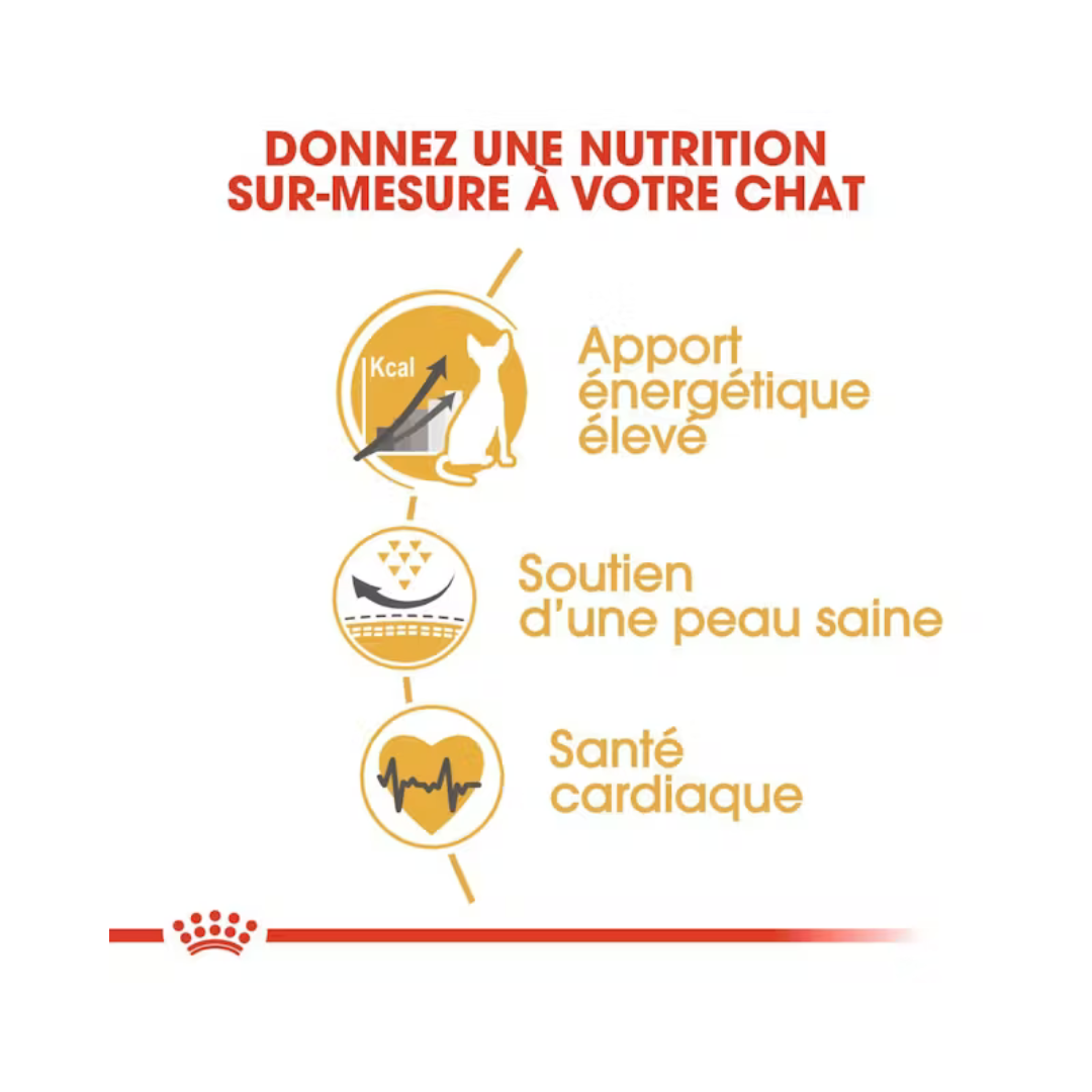 Sphynx Adult- Aliment Sec- Royal Canin