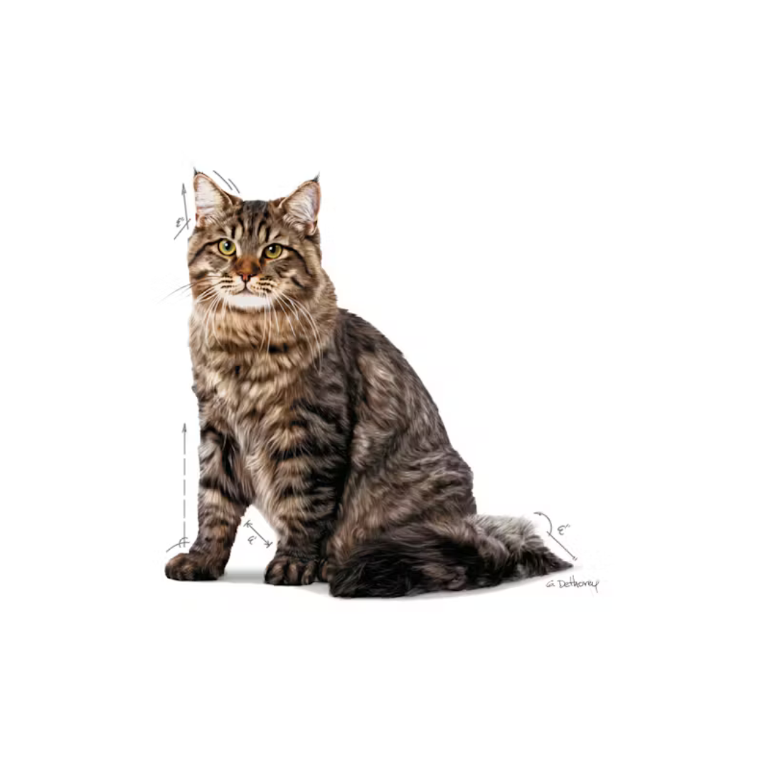 Urinary Care 12x85g- Aliment Humide- Royal Canin